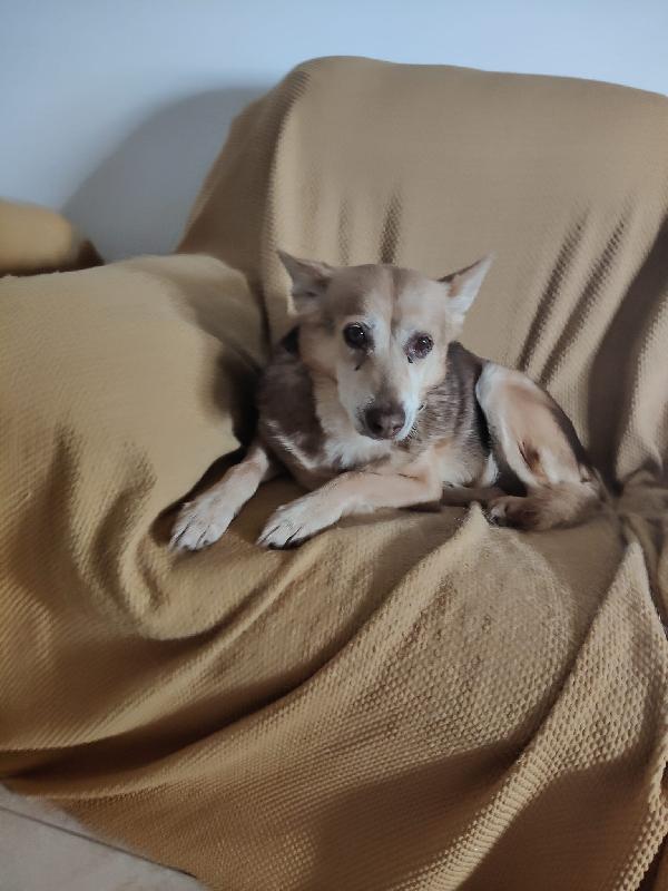 Gelbie Tenera Simil Setter Cerca Casa 